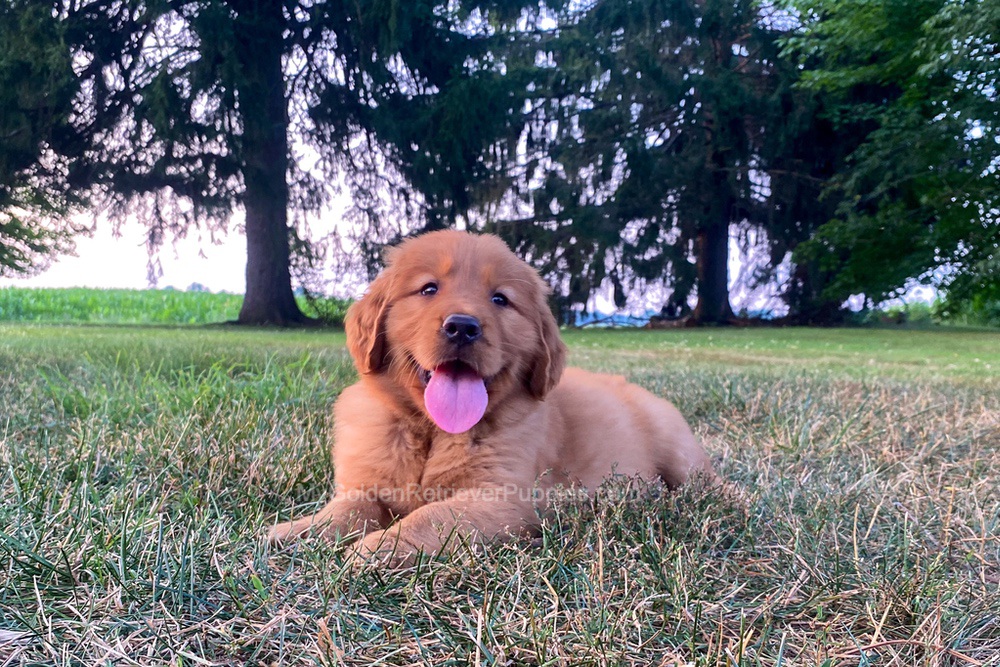 Polly Image of Polly, a Golden Retriever puppy
