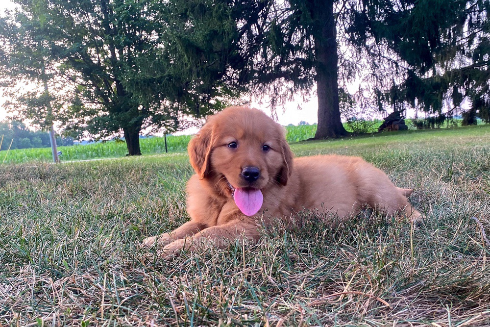 Polly Image of Polly, a Golden Retriever puppy