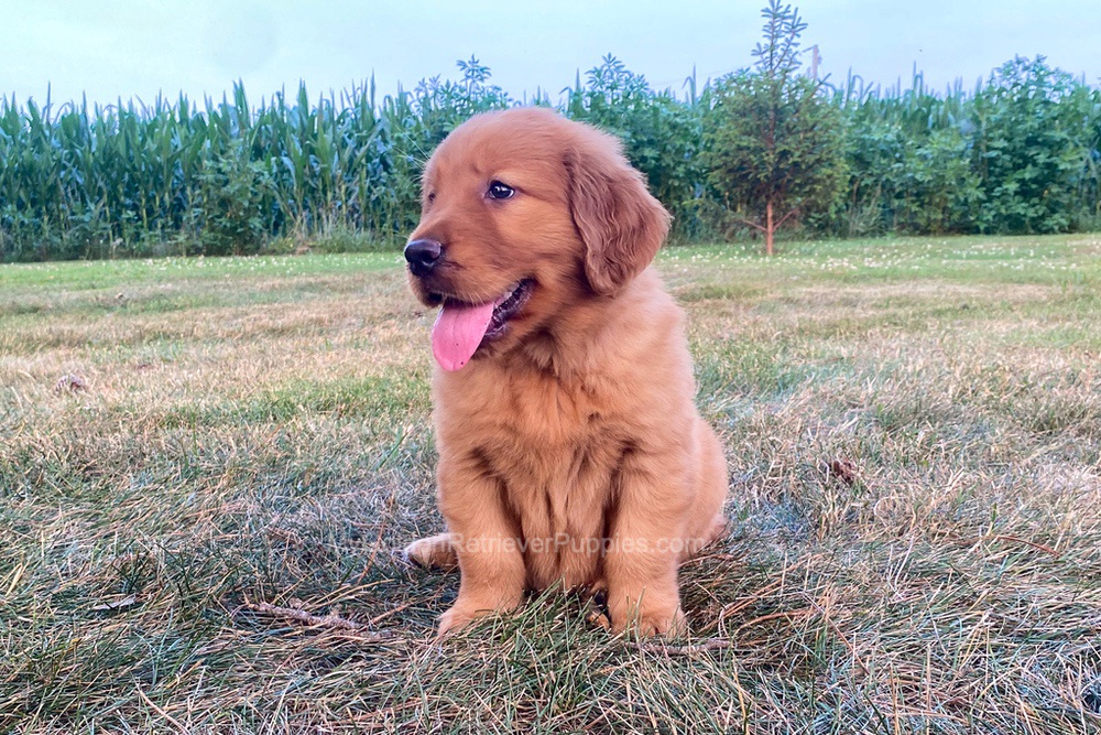 Polly Image of Polly, a Golden Retriever puppy