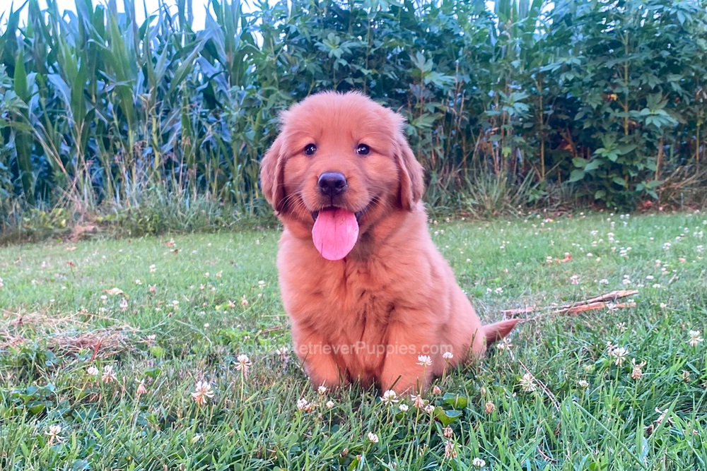 Polly Image of Polly, a Golden Retriever puppy