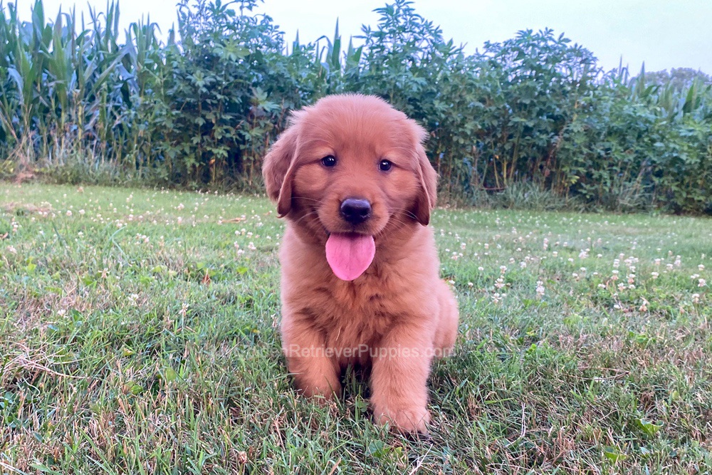 Polly Image of Polly, a Golden Retriever puppy