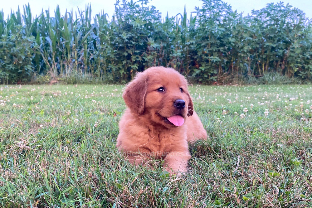Polly Image of Polly, a Golden Retriever puppy
