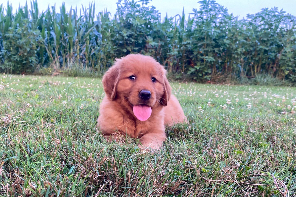Polly Image of Polly, a Golden Retriever puppy