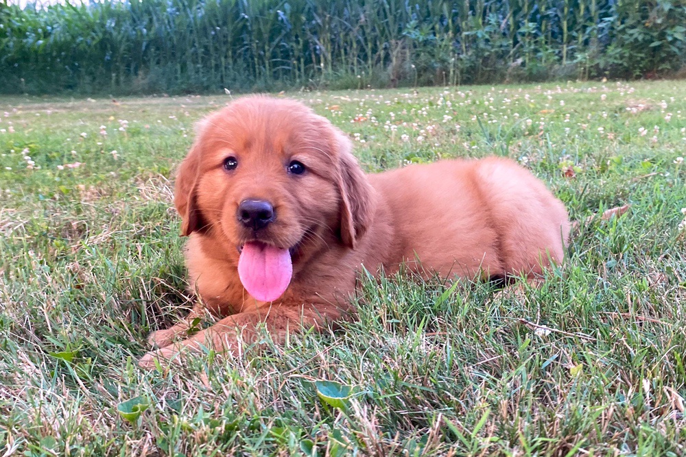 Polly Image of Polly, a Golden Retriever puppy