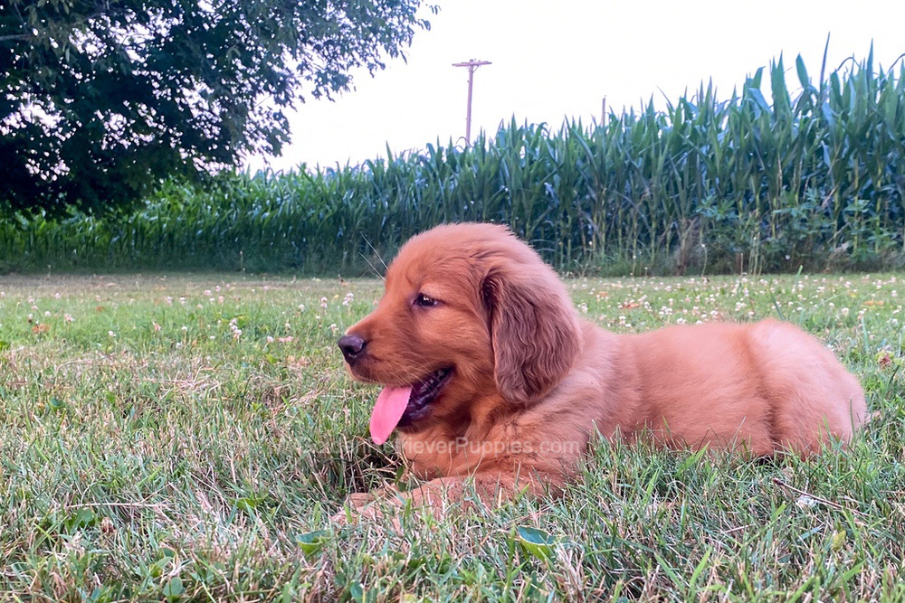 Polly Image of Polly, a Golden Retriever puppy