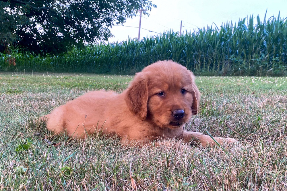 Polly Image of Polly, a Golden Retriever puppy