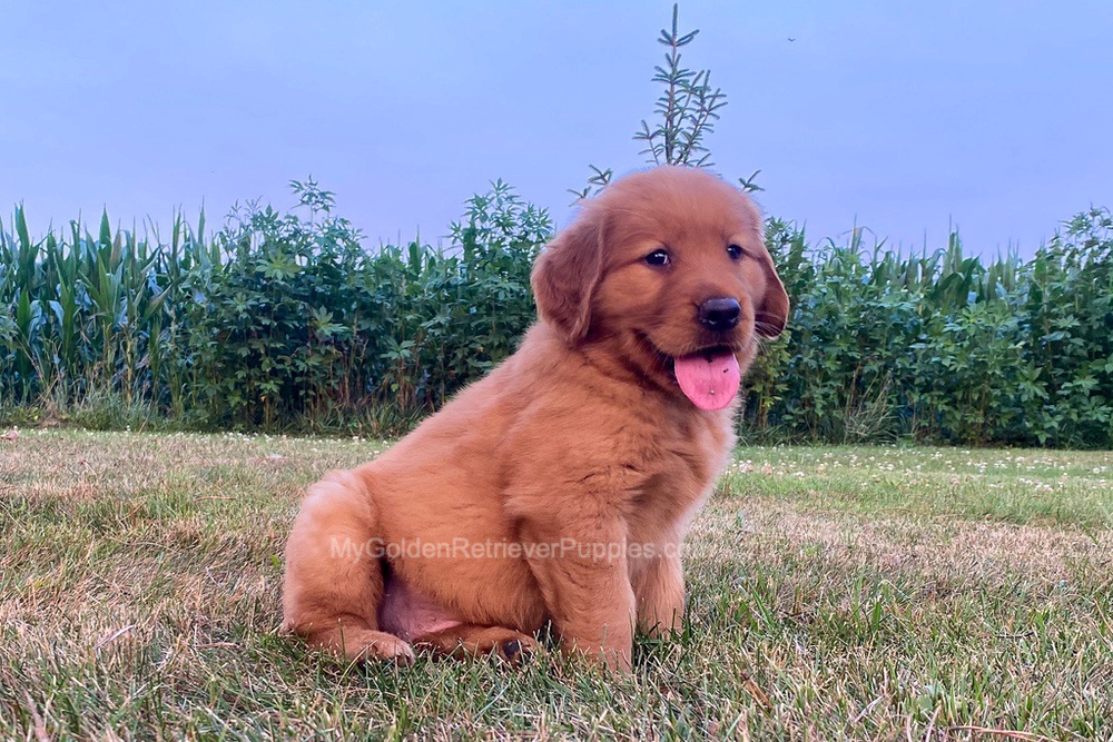 Polly Image of Polly, a Golden Retriever puppy