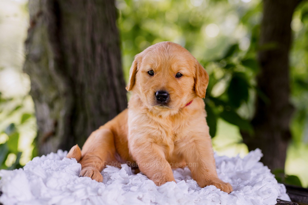 Ranger Image of Ranger, a Golden Retriever puppy