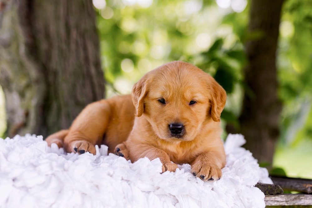 Ranger Image of Ranger, a Golden Retriever puppy