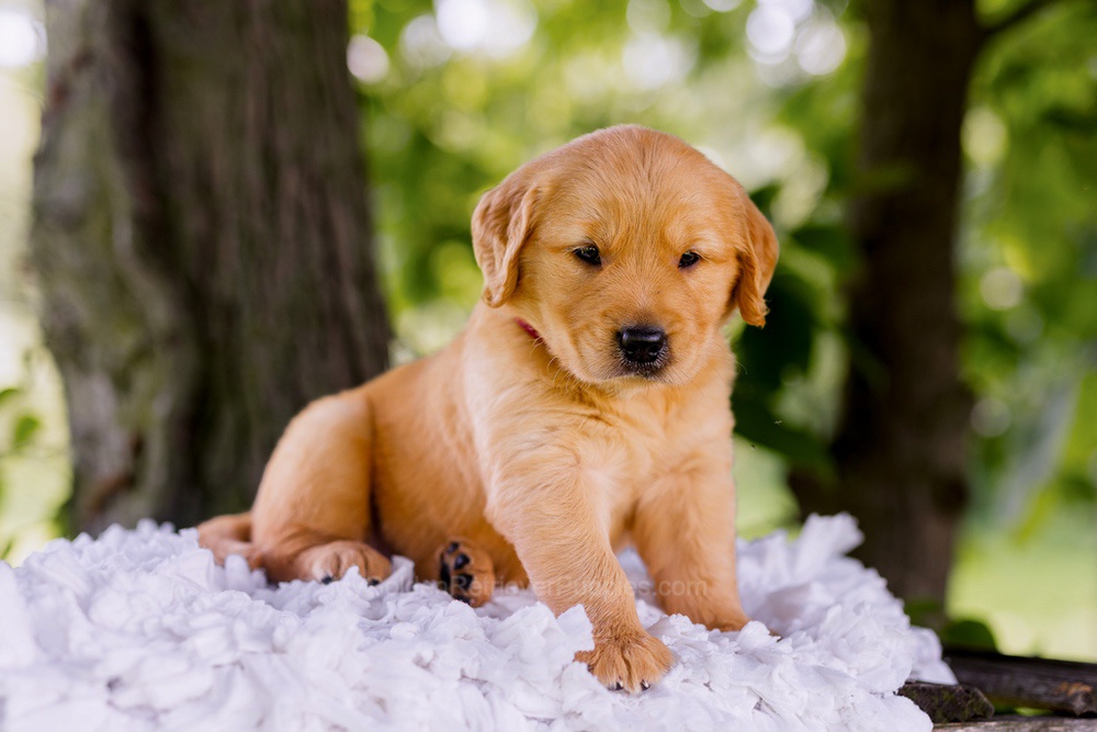 Ranger Image of Ranger, a Golden Retriever puppy