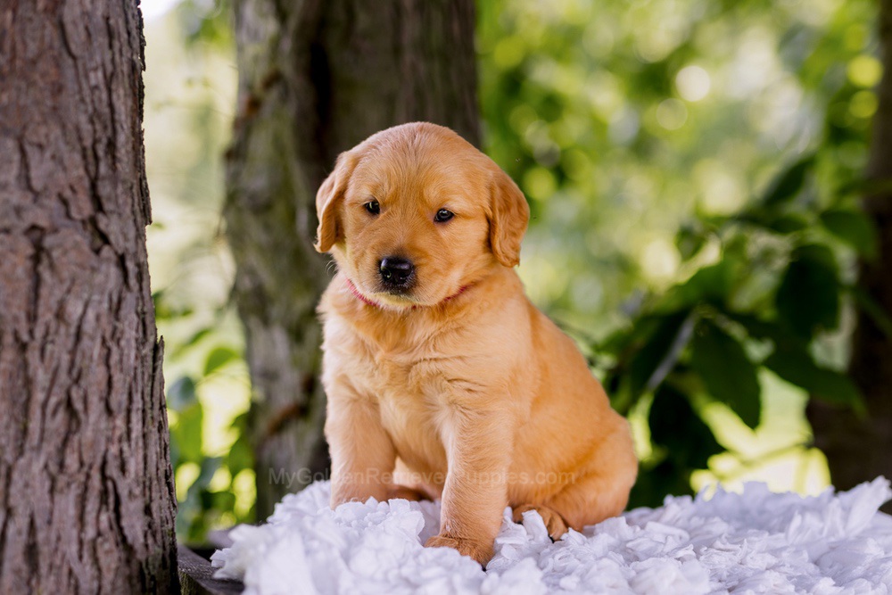Ranger Image of Ranger, a Golden Retriever puppy
