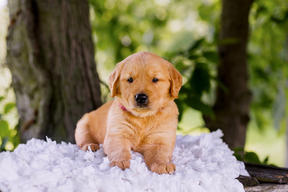 Ranger Image of Ranger, a Golden Retriever puppy