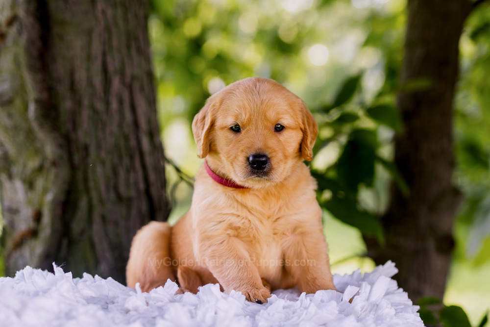 Ranger Image of Ranger, a Golden Retriever puppy