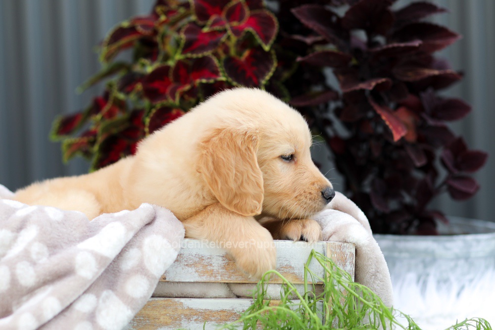 Riggins Image of Riggins, a Golden Retriever puppy