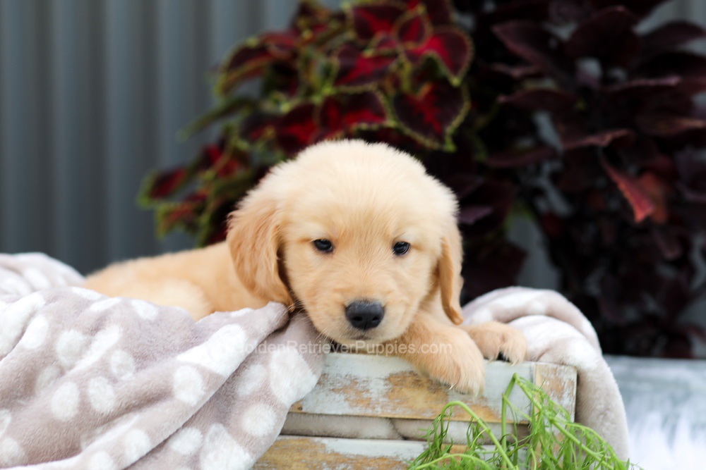 Riggins Image of Riggins, a Golden Retriever puppy