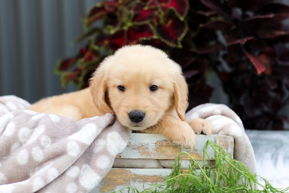 Riggins Image of Riggins, a Golden Retriever puppy