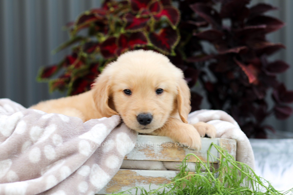 Riggins Image of Riggins, a Golden Retriever puppy