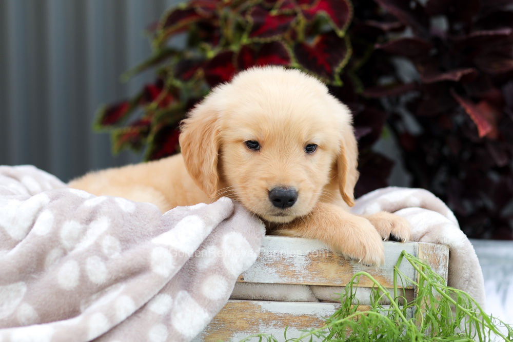 Riggins Image of Riggins, a Golden Retriever puppy