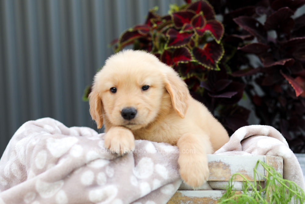 Riggins Image of Riggins, a Golden Retriever puppy