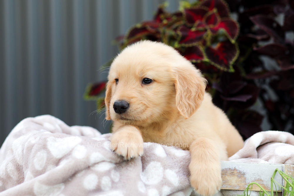 Riggins Image of Riggins, a Golden Retriever puppy