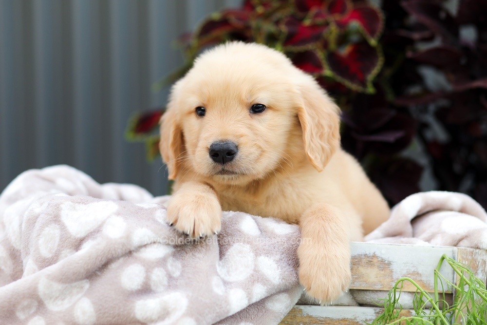 Riggins Image of Riggins, a Golden Retriever puppy