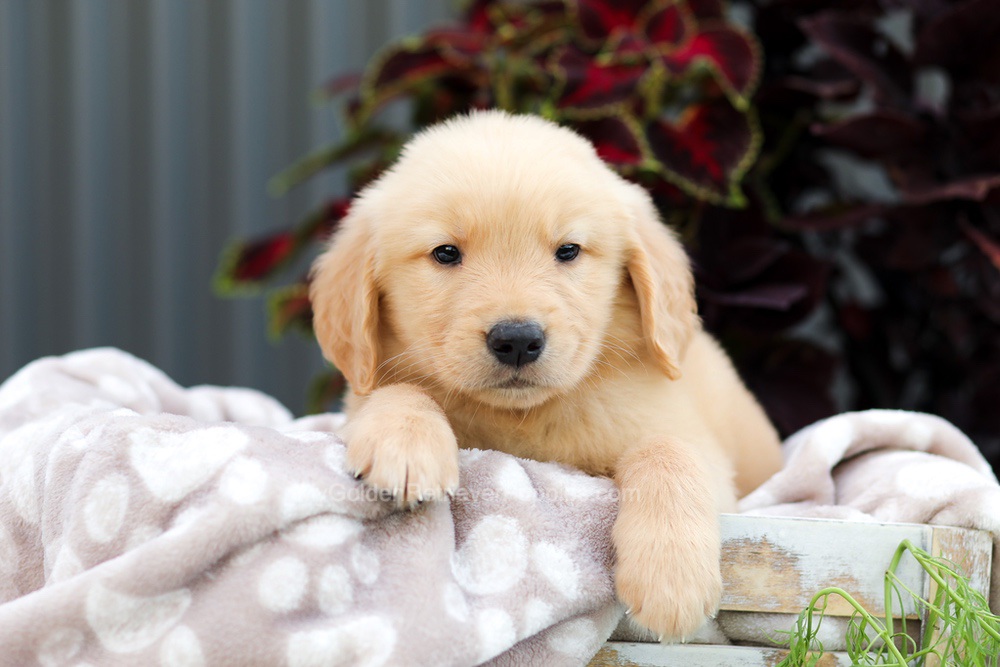 Riggins Image of Riggins, a Golden Retriever puppy