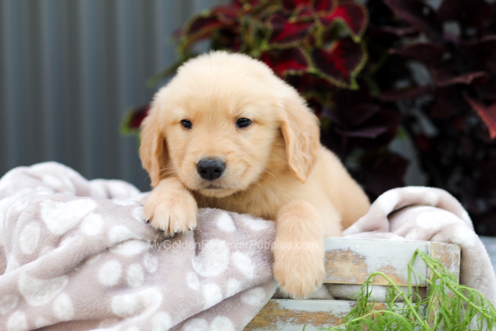 Riggins Image of Riggins, a Golden Retriever puppy
