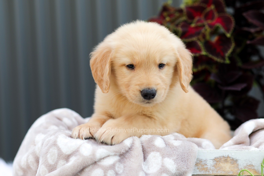 Riggins Image of Riggins, a Golden Retriever puppy
