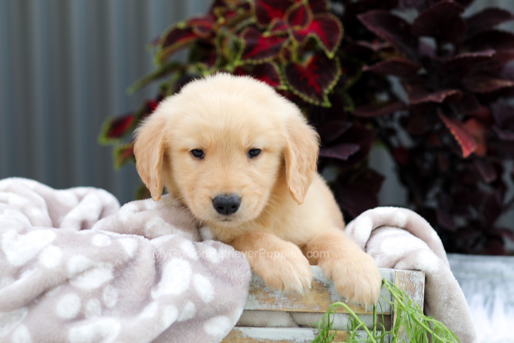 Riggins Image of Riggins, a Golden Retriever puppy