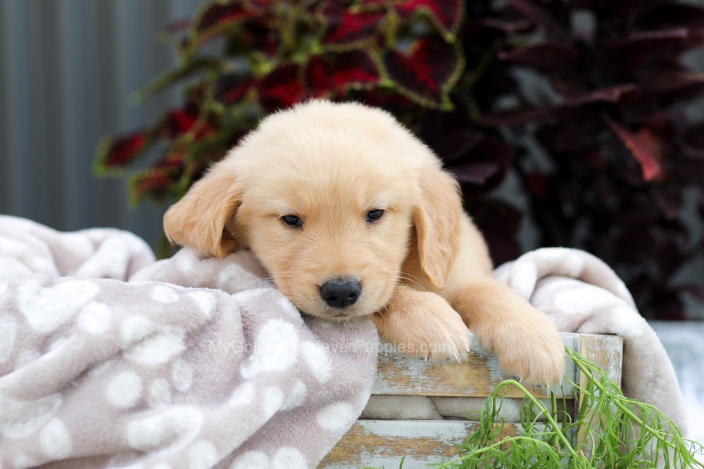 Riggins Image of Riggins, a Golden Retriever puppy