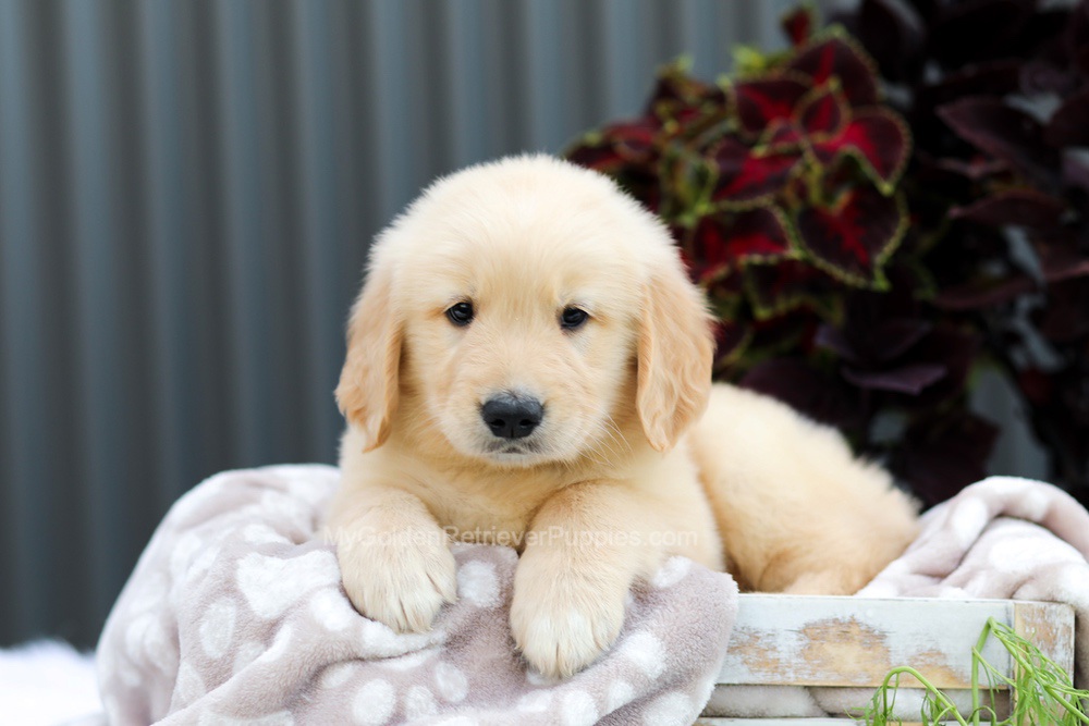 Royce Image of Royce, a Golden Retriever puppy