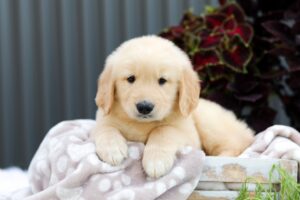 Royce Image of Royce, a Golden Retriever puppy