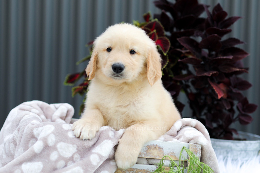 Royce Image of Royce, a Golden Retriever puppy