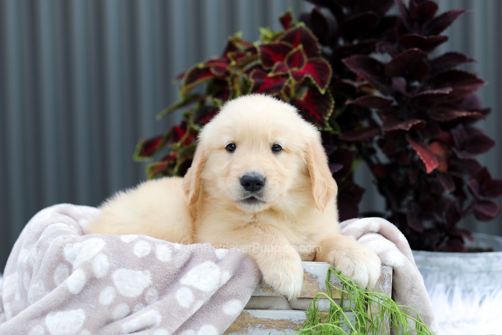Royce Image of Royce, a Golden Retriever puppy