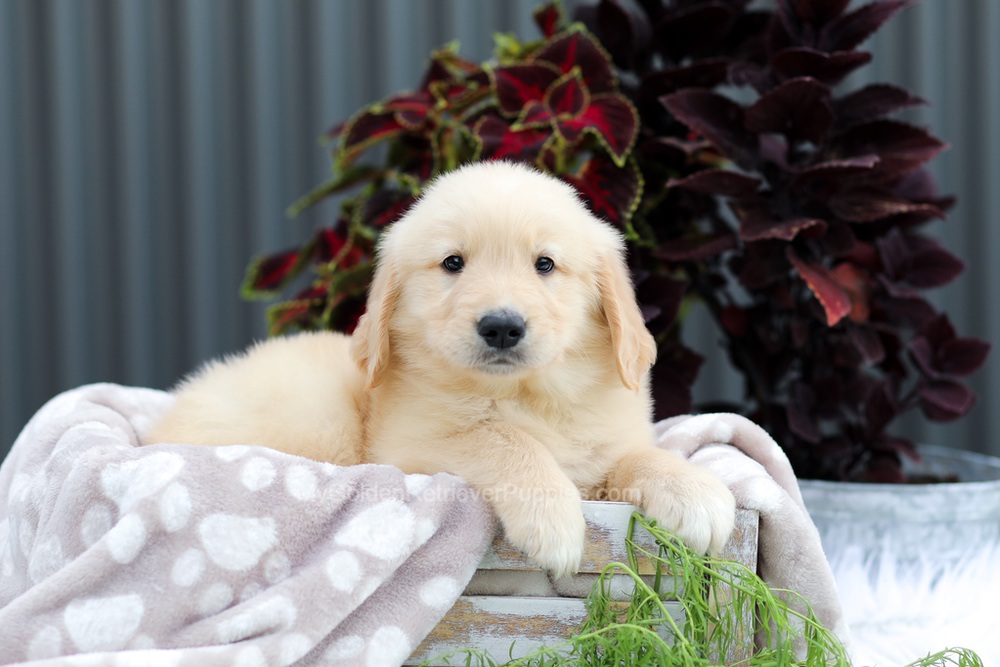 Royce Image of Royce, a Golden Retriever puppy
