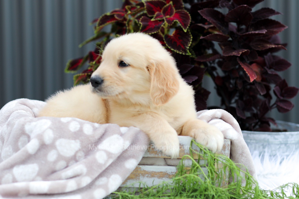 Royce Image of Royce, a Golden Retriever puppy