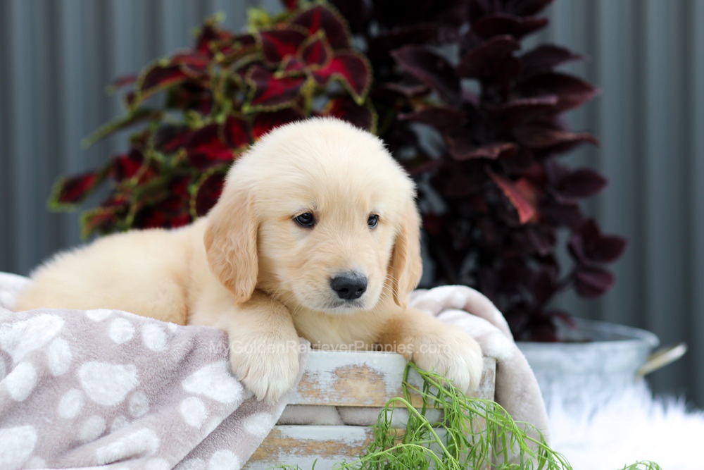 Royce Image of Royce, a Golden Retriever puppy