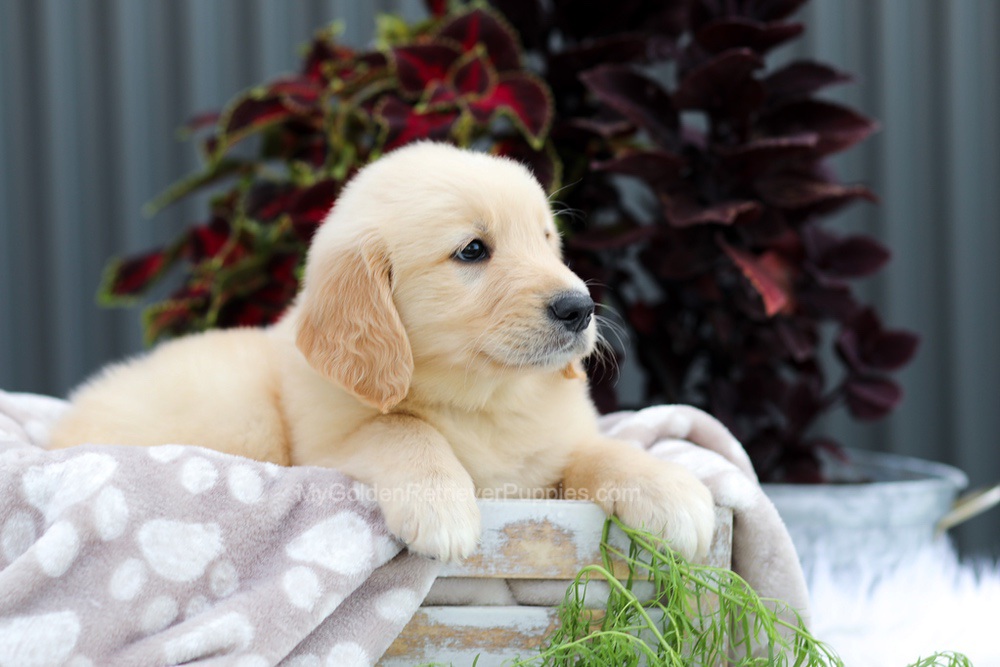 Royce Image of Royce, a Golden Retriever puppy