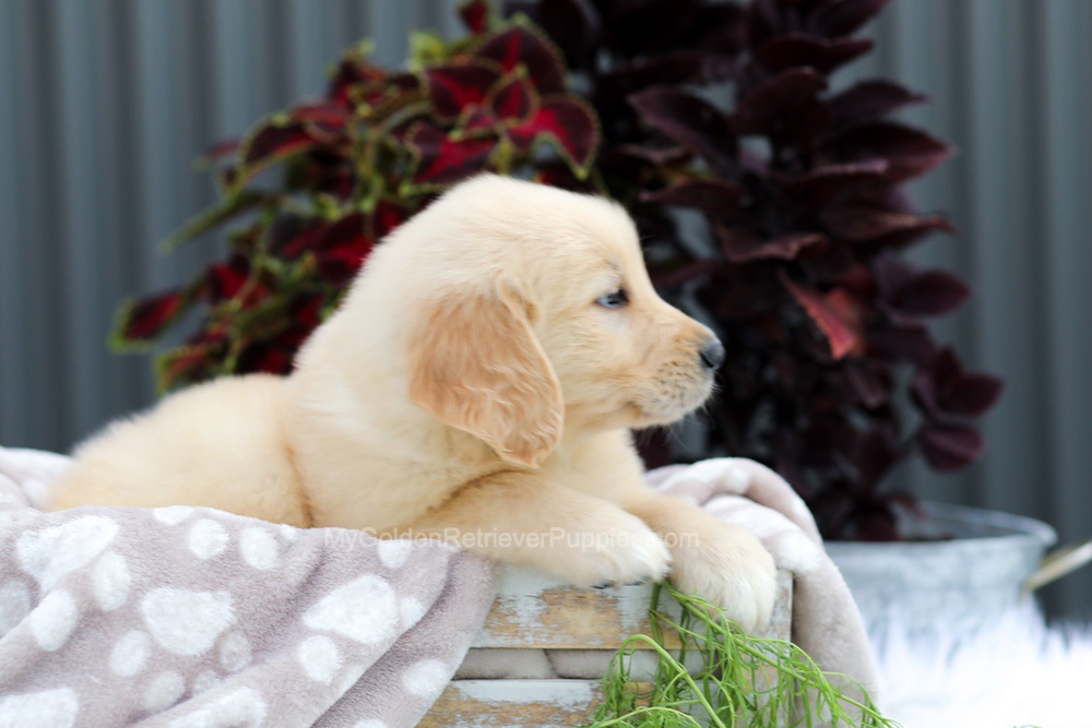 Royce Image of Royce, a Golden Retriever puppy