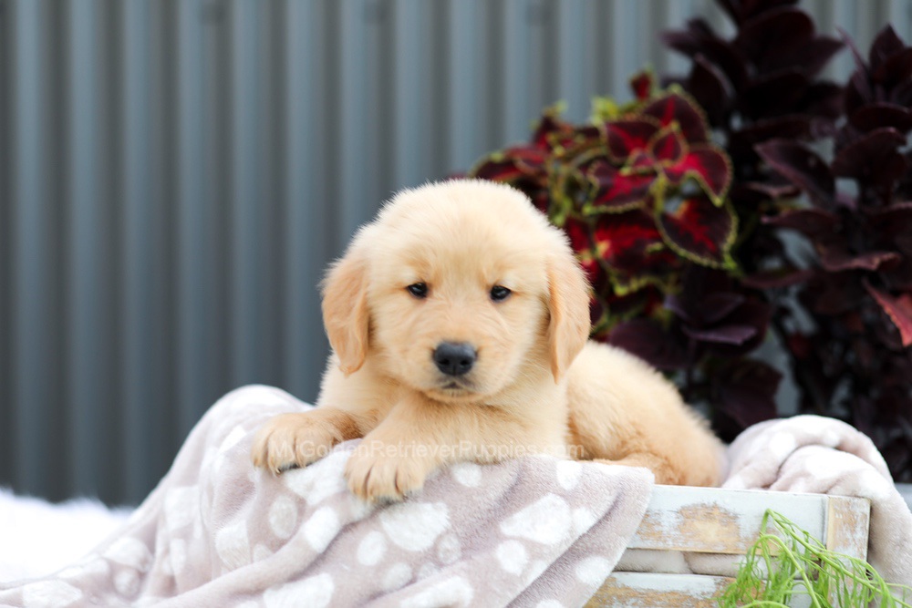 Ryder Image of Ryder, a Golden Retriever puppy