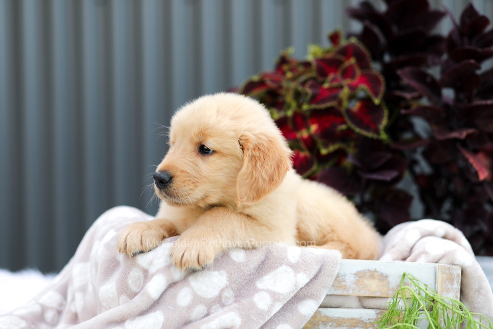 Ryder Image of Ryder, a Golden Retriever puppy