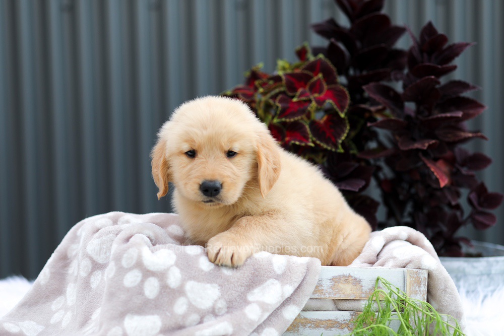 Ryder Image of Ryder, a Golden Retriever puppy