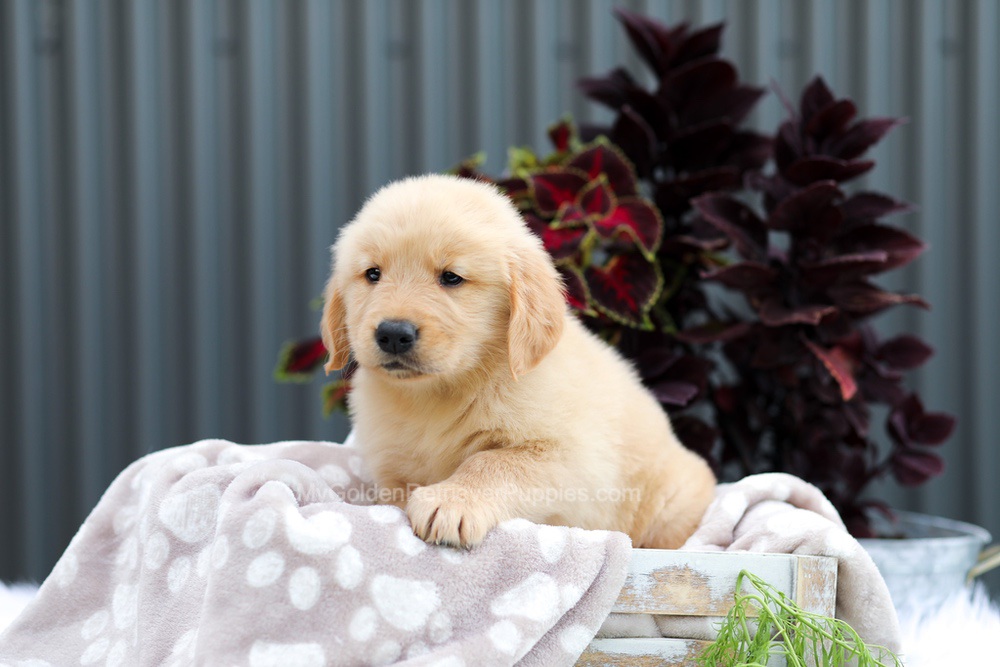 Ryder Image of Ryder, a Golden Retriever puppy