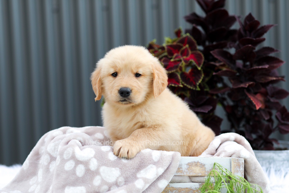 Ryder Image of Ryder, a Golden Retriever puppy