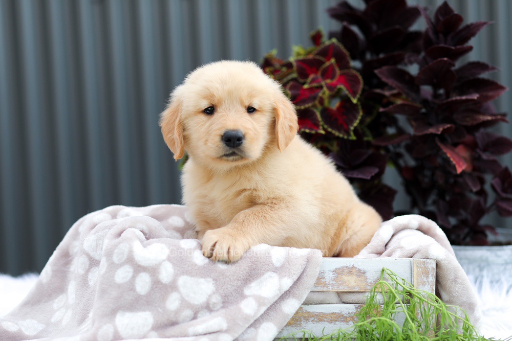 Ryder Image of Ryder, a Golden Retriever puppy