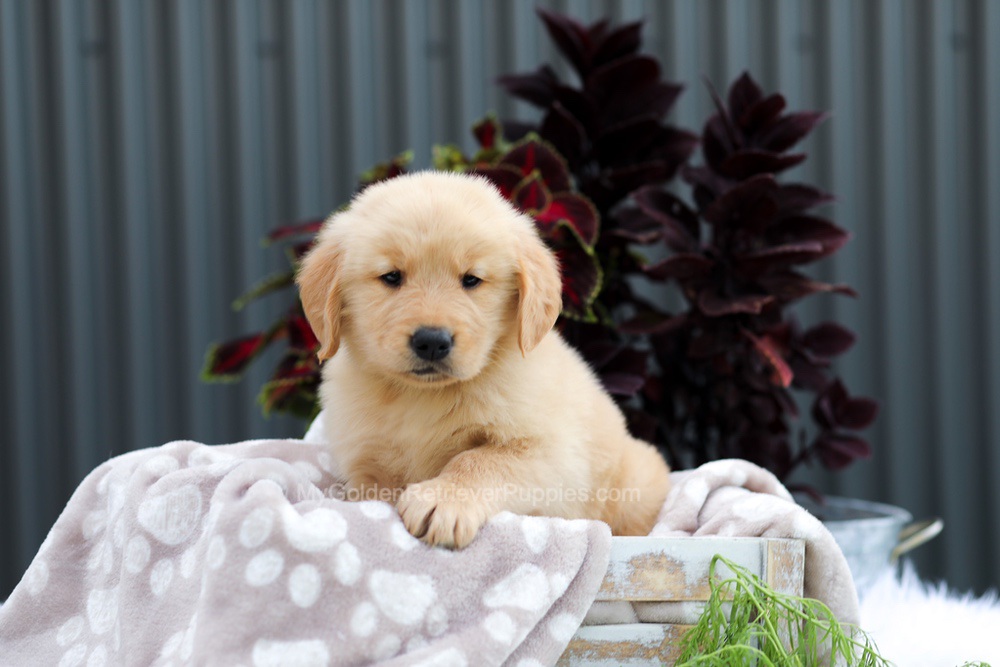 Ryder Image of Ryder, a Golden Retriever puppy