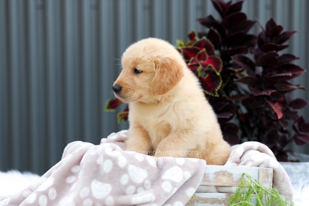 Ryder Image of Ryder, a Golden Retriever puppy