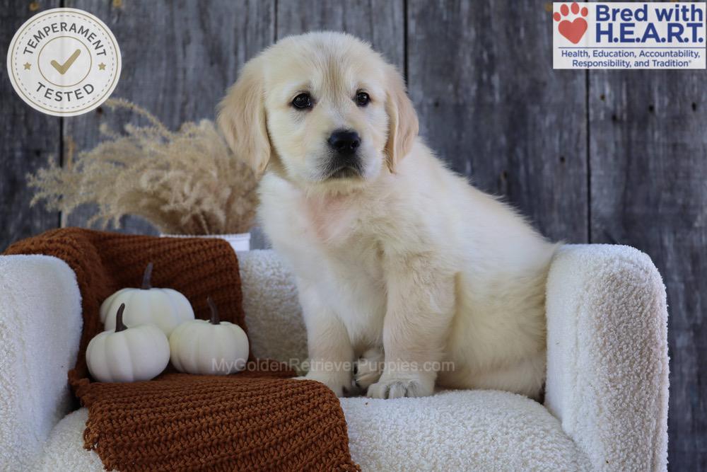 Strawberry Image of Strawberry, a Golden Retriever puppy