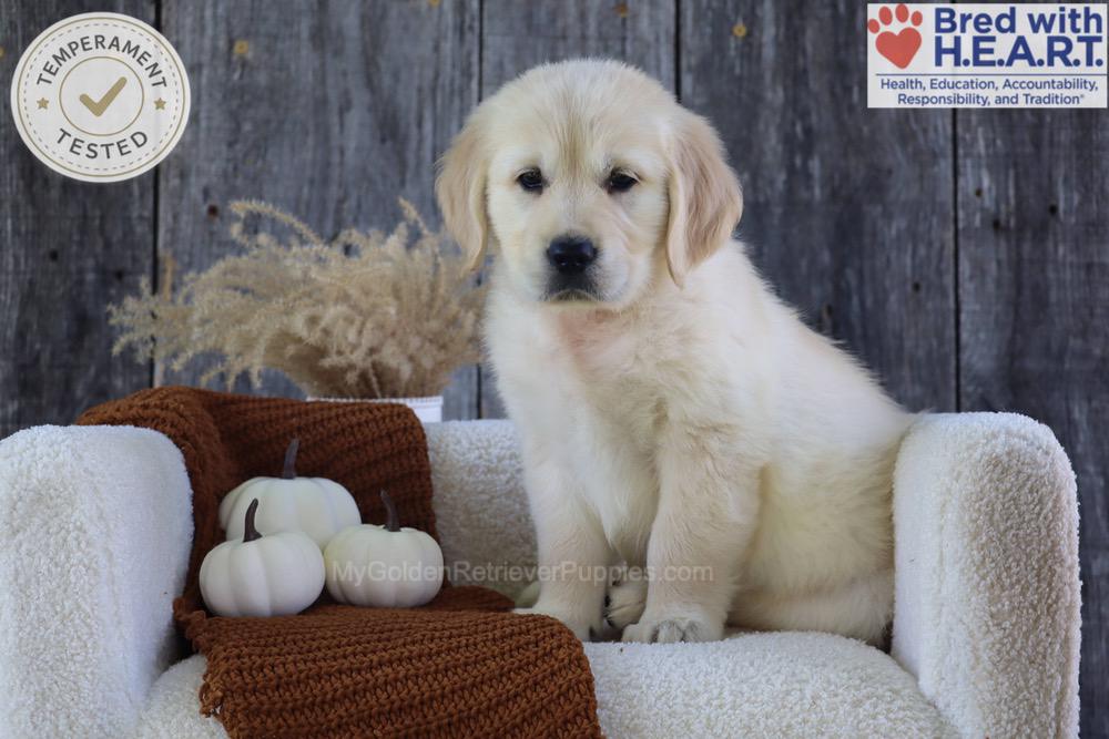 Strawberry Image of Strawberry, a Golden Retriever puppy