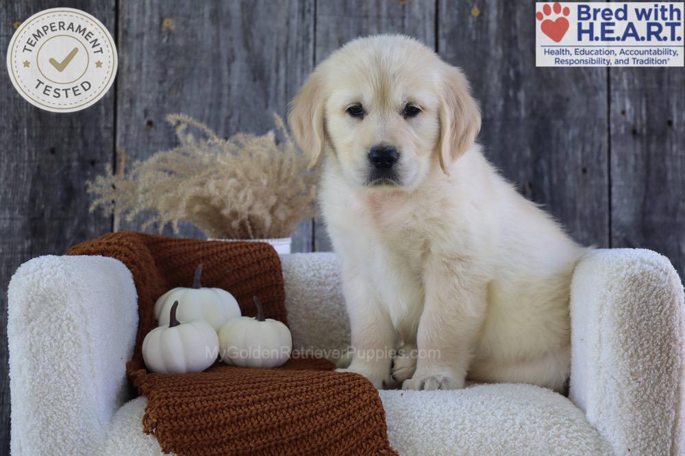 Strawberry Image of Strawberry, a Golden Retriever puppy
